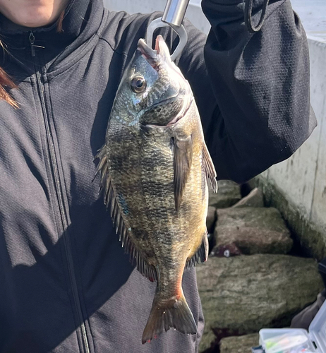 チヌの釣果