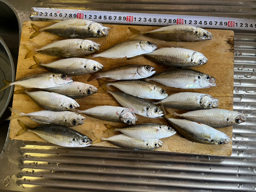 アジの釣果