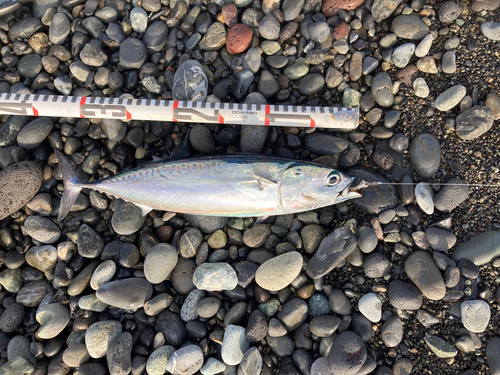 ソウダガツオの釣果