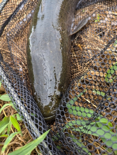 カムルチーの釣果