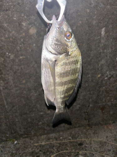 メイタの釣果