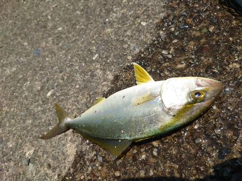 ネイリの釣果