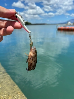 オオモンハタの釣果