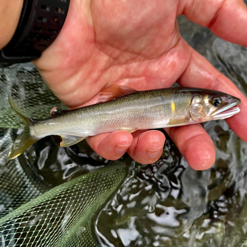 アユの釣果