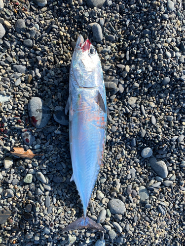 マルソウダの釣果