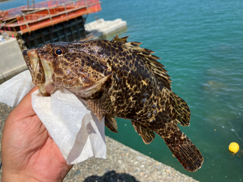 タケノコメバルの釣果