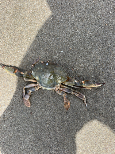 ノコギリガザミの釣果