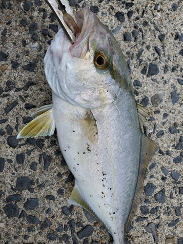 ネリゴの釣果