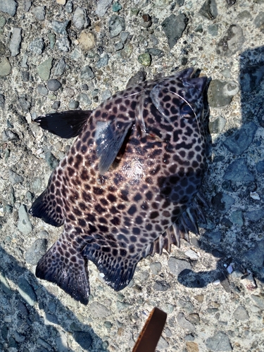 イシガキダイの釣果