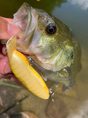 ラージマウスバスの釣果