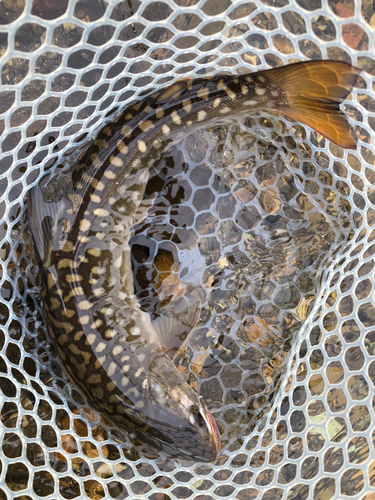 アメマスの釣果