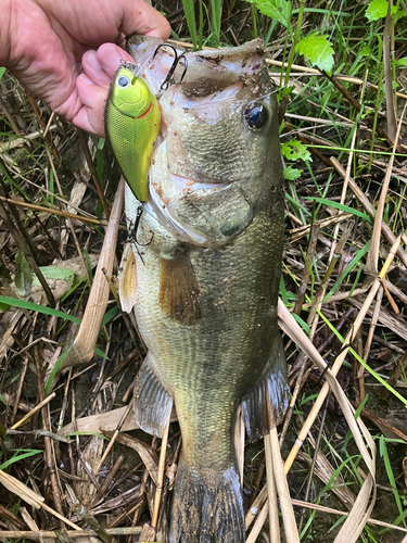 ラージマウスバスの釣果