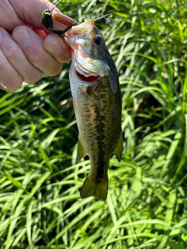 ラージマウスバスの釣果