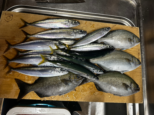 ムロアジの釣果