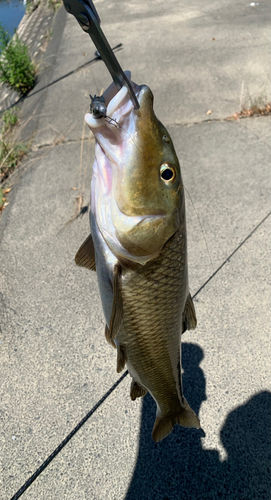 ニゴイの釣果