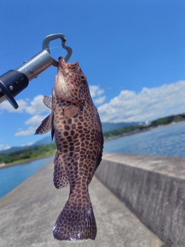 オオモンハタの釣果