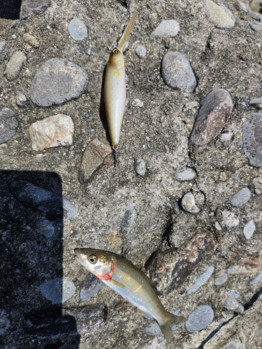 ウグイの釣果