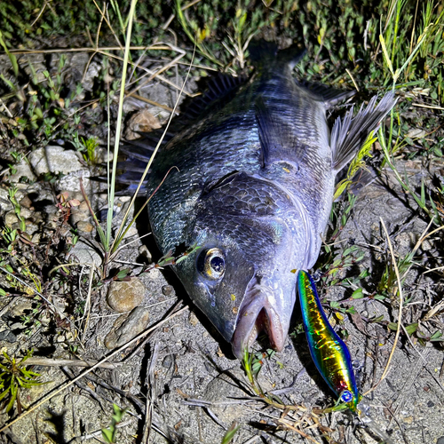 チヌの釣果