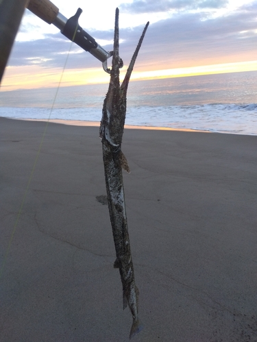 ダツの釣果