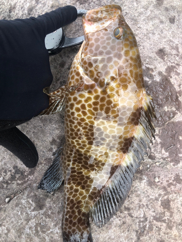 オオモンハタの釣果