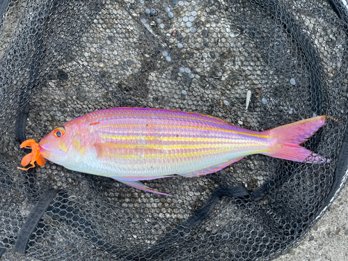 イトヨリダイの釣果