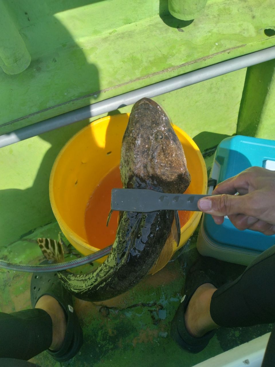 木更津の雀鬼さんの釣果 2枚目の画像