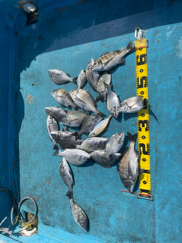 クロダイの釣果