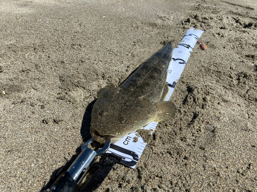 マゴチの釣果