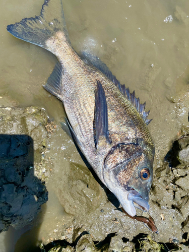 クロダイの釣果