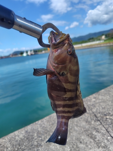 ヤミハタの釣果