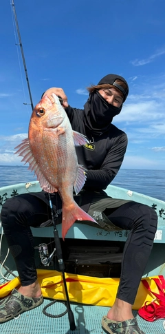 マダイの釣果