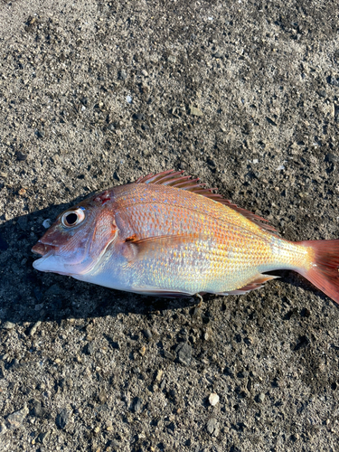 タイの釣果