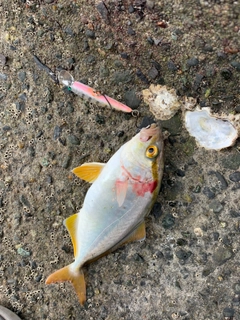 ショゴの釣果