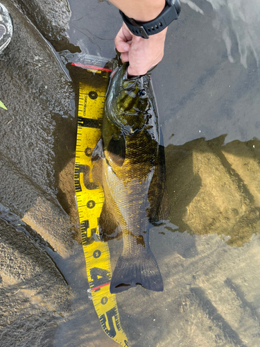 スモールマウスバスの釣果