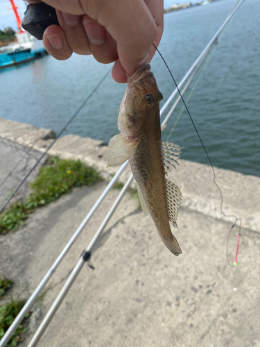 アナハゼの釣果