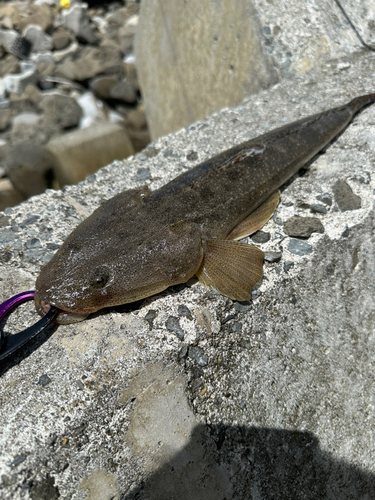 コチの釣果