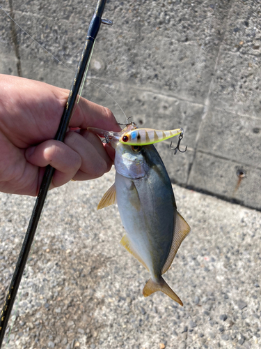 ショゴの釣果