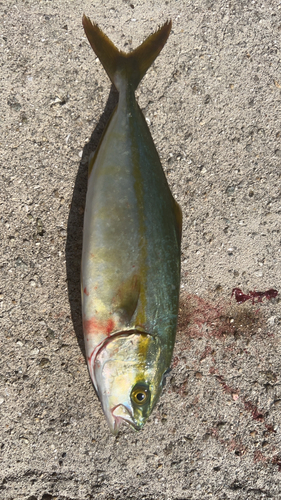 ツバスの釣果