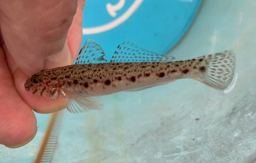 サビハゼの釣果