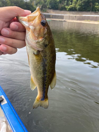 ラージマウスバスの釣果