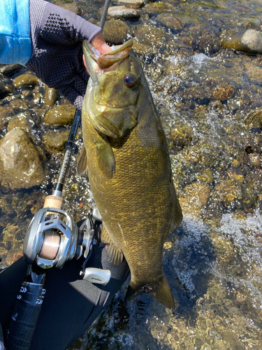 スモールマウスバスの釣果