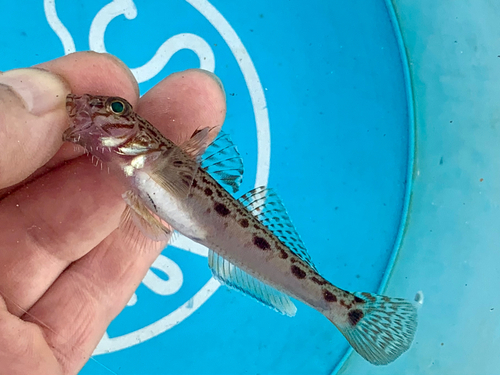 サビハゼの釣果