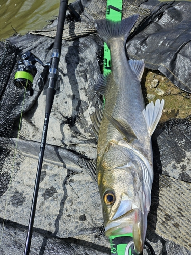 スズキの釣果