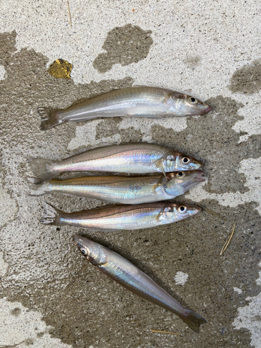 キスの釣果