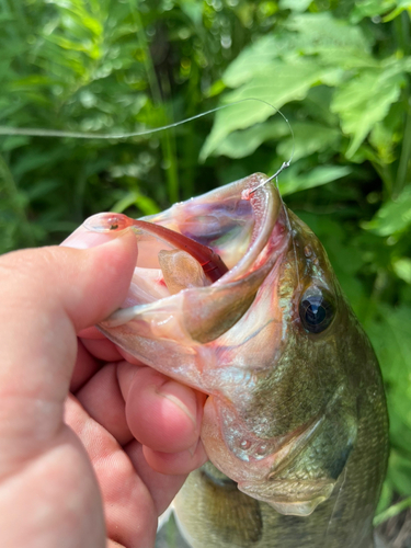 ブラックバスの釣果