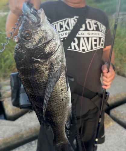 チヌの釣果