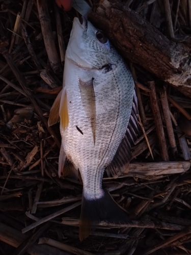 キビレの釣果