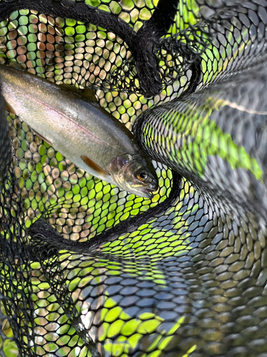 ニジマスの釣果