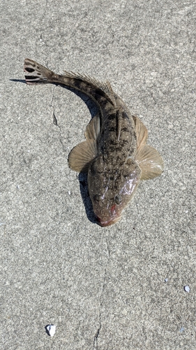 マゴチの釣果