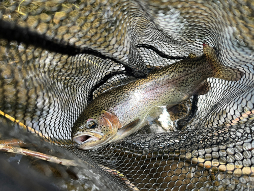 ニジマスの釣果